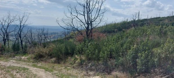 Moradia T1 para Venda em Gonçalo