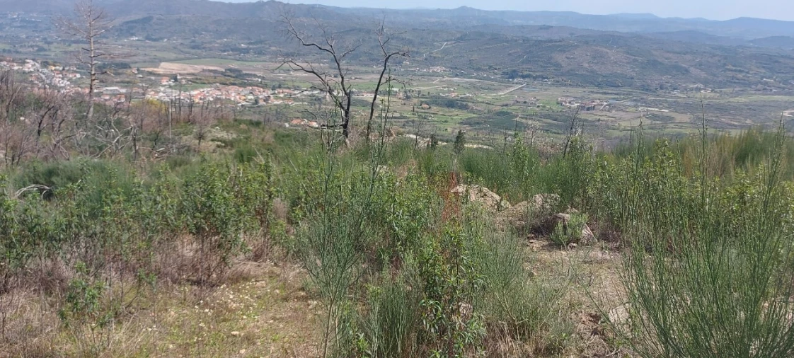 Moradia T1 para Venda em Gonçalo Foto 28