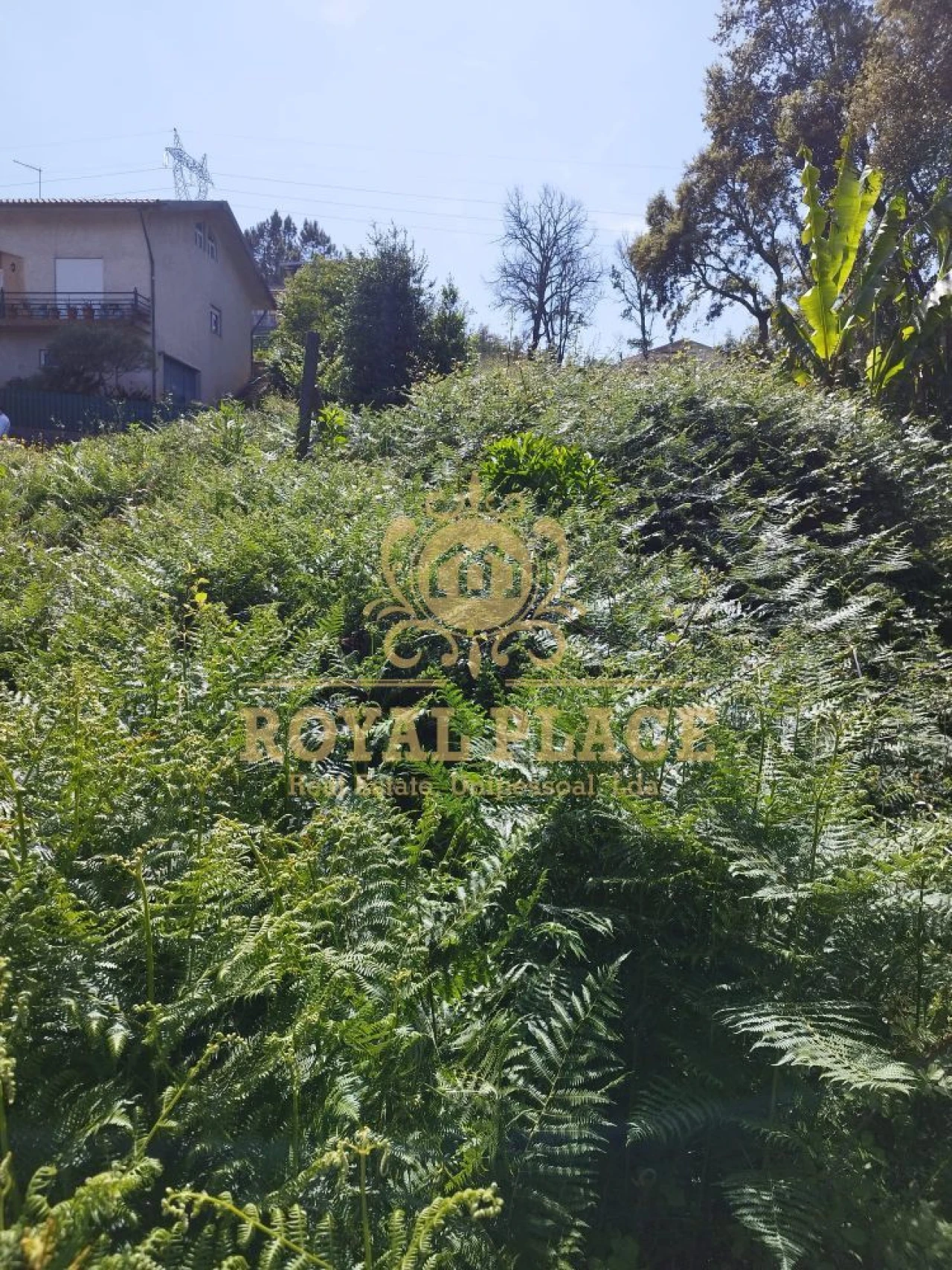 Terreno para Venda em Caldas de São Jorge e Pigeiros Foto 7