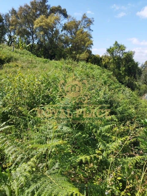 Terreno para Venda em Caldas de São Jorge e Pigeiros