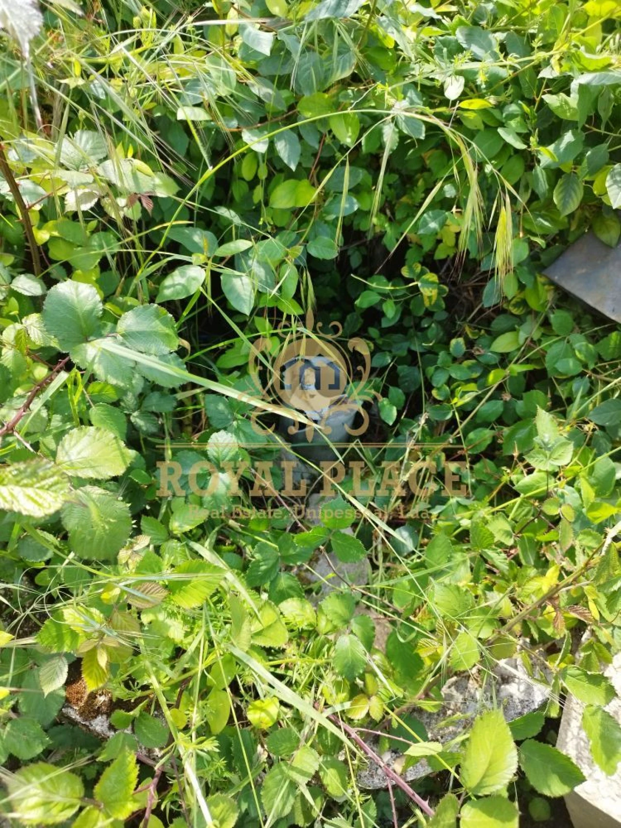 Terreno para Venda em Caldas de São Jorge e Pigeiros Foto 5