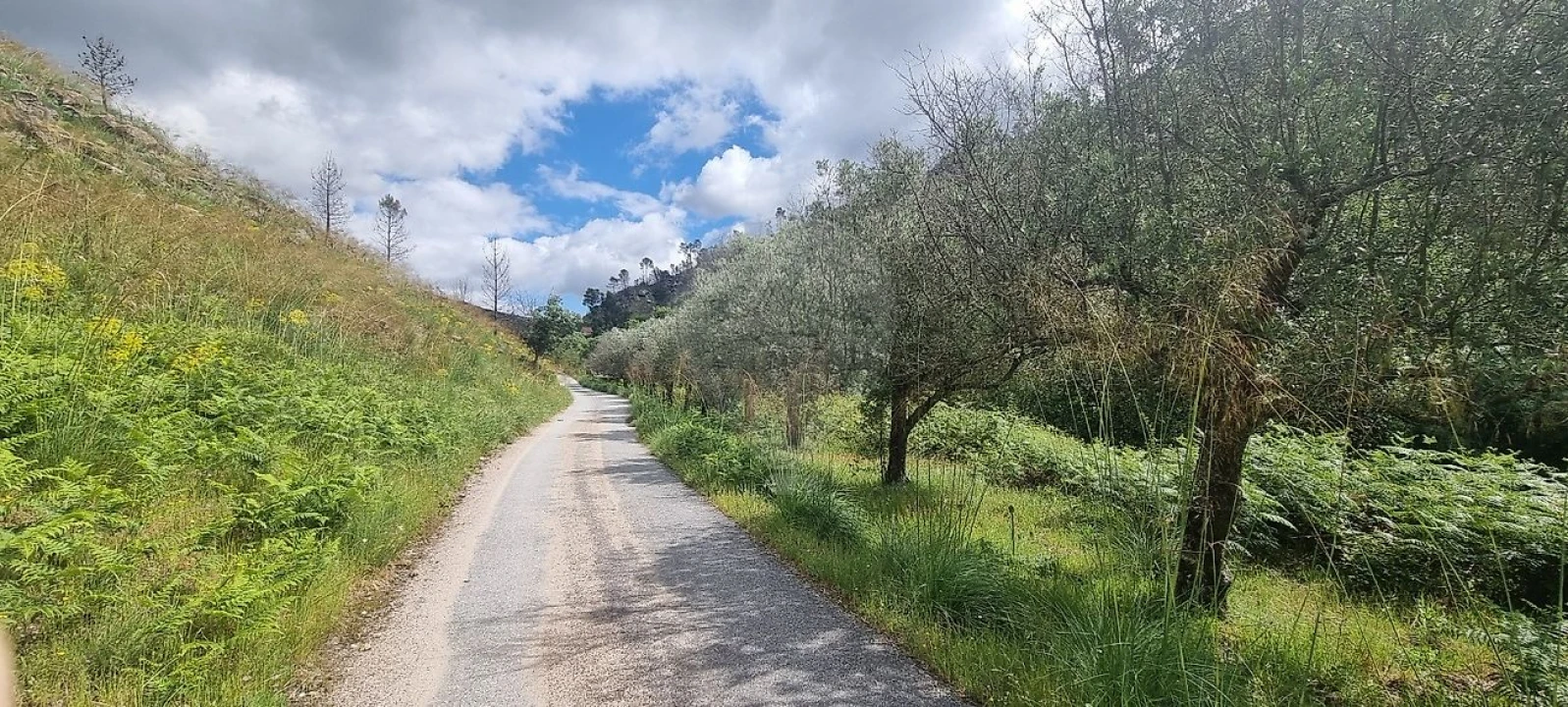 Terreno para Venda em Aldeia Nova Foto 3