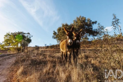 Quinta T14 para Venda em São Salvador e Santa Maria
