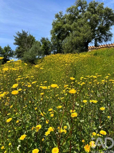 Quinta T14 para Venda em São Salvador e Santa Maria