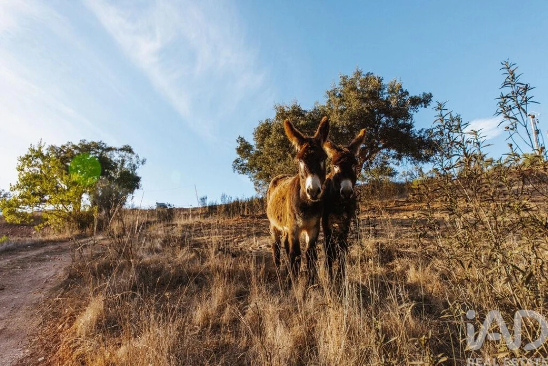 Quinta T14 para Venda em São Salvador e Santa Maria Foto 12