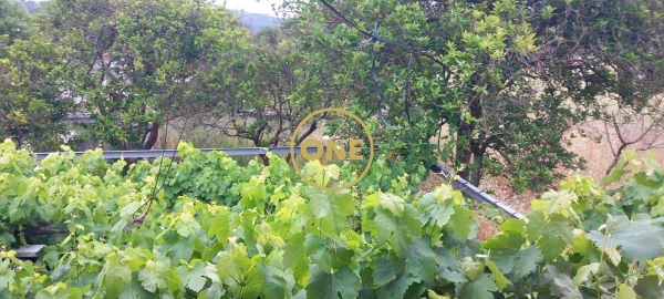 Terreno para Venda em Carregueira