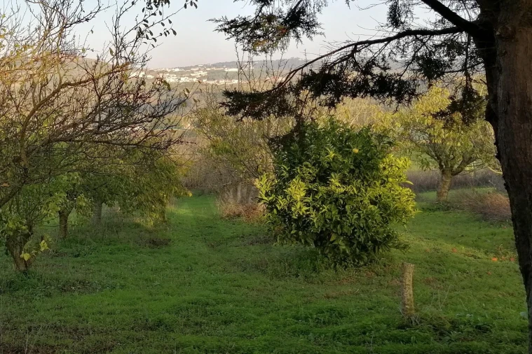 Terreno para Venda em Meca Foto 5