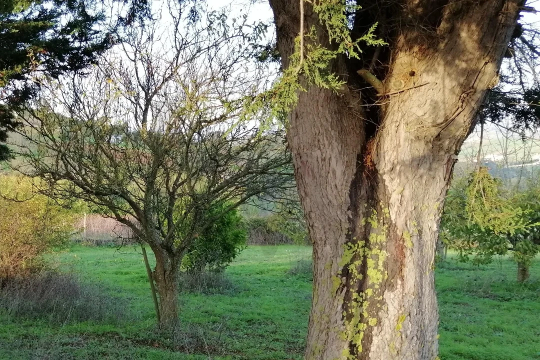 Terreno para Venda em Meca Foto 7