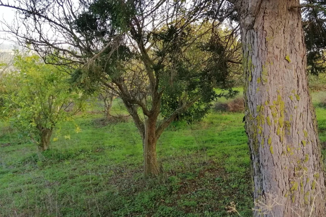 Terreno para Venda em Meca Foto 6