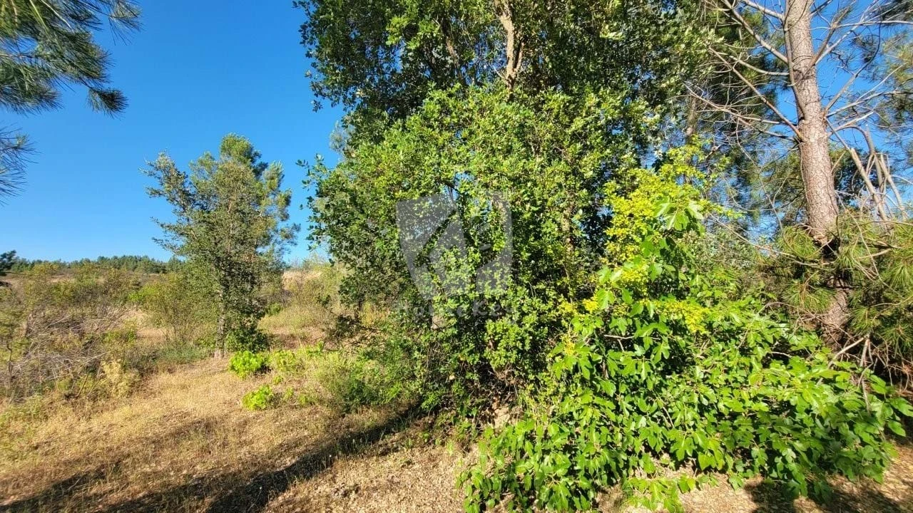 Terreno Agricola ou Rústico para Venda em Sarzedas Foto 19