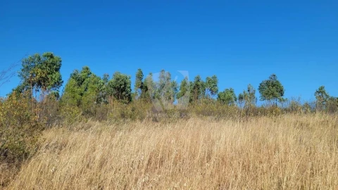 Terreno Agricola ou Rústico para Venda em Sarzedas