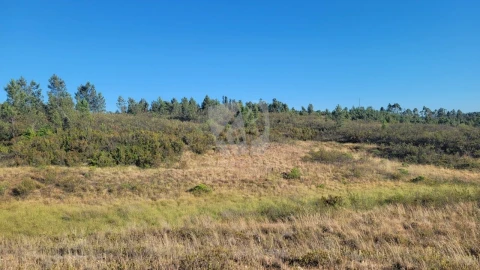 Terreno Agricola ou Rústico para Venda em Sarzedas