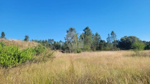Terreno Agricola ou Rústico para Venda em Sarzedas