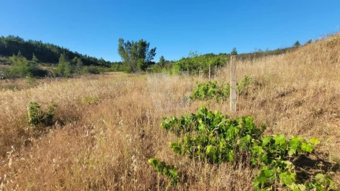 Terreno Agricola ou Rústico para Venda em Sarzedas