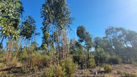 Terreno Agricola ou Rústico para Venda em Sarzedas