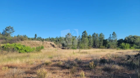 Terreno Agricola ou Rústico para Venda em Sarzedas