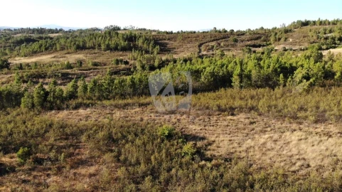 Terreno Agricola ou Rústico para Venda em Sarzedas
