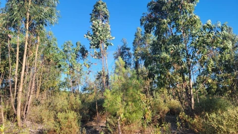 Terreno Agricola ou Rústico para Venda em Sarzedas