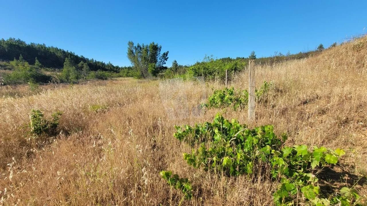 Terreno Agricola ou Rústico para Venda em Sarzedas Foto 17