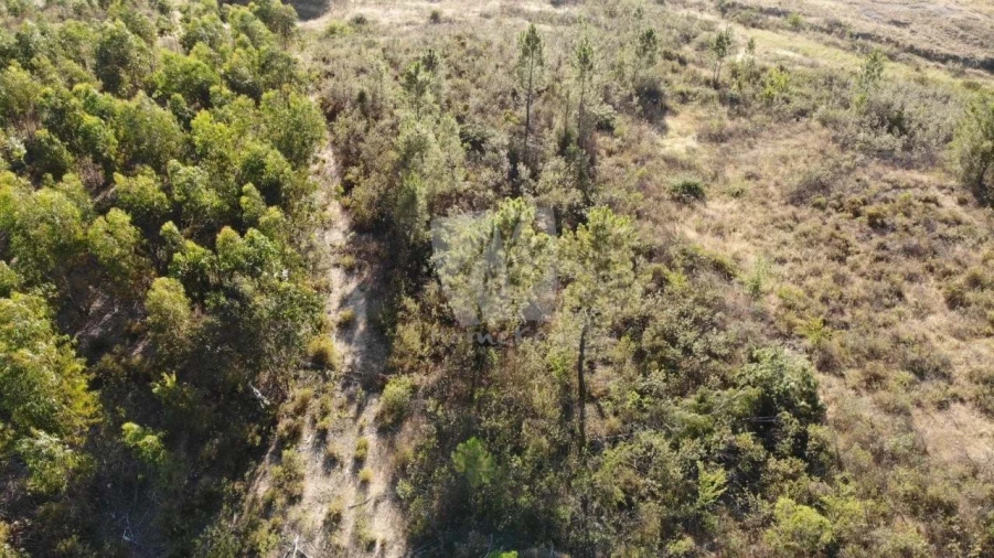 Terreno Agricola ou Rústico para Venda em Sarzedas Foto 3