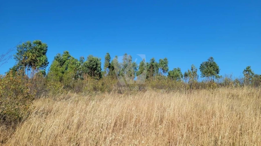 Terreno Agricola ou Rústico para Venda em Sarzedas Foto 16