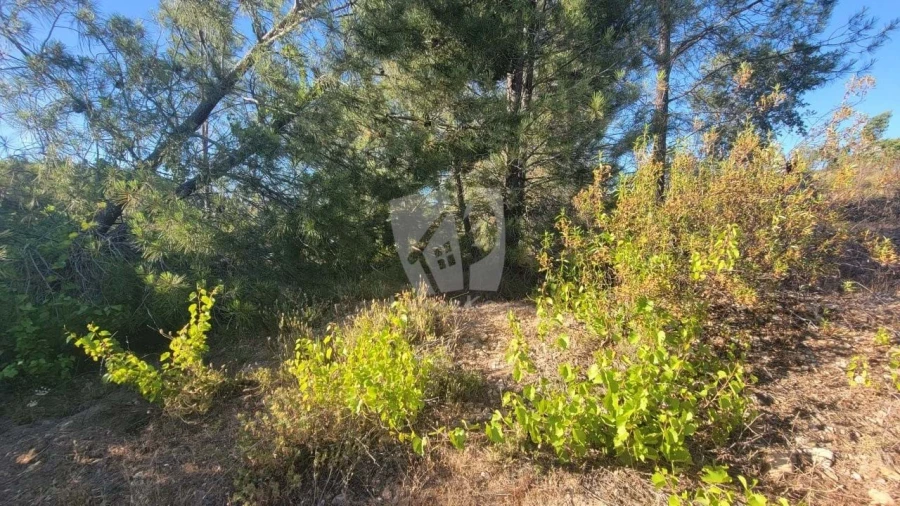 Terreno Agricola ou Rústico para Venda em Sarzedas Foto 21