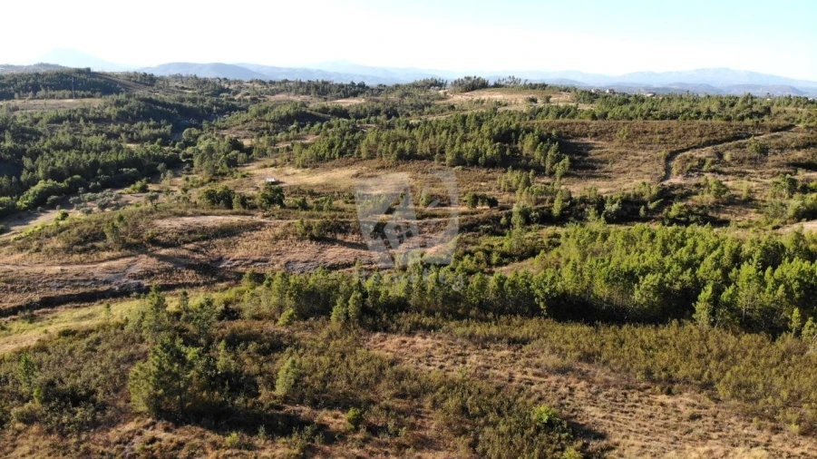 Terreno Agricola ou Rústico para Venda em Sarzedas Foto 11
