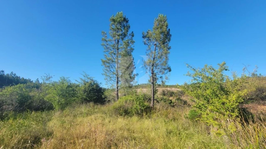 Terreno Agricola ou Rústico para Venda em Sarzedas Foto 25