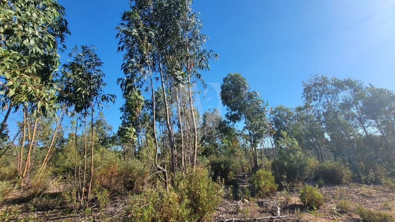 Terreno Agricola ou Rústico para Venda em Sarzedas Foto 13