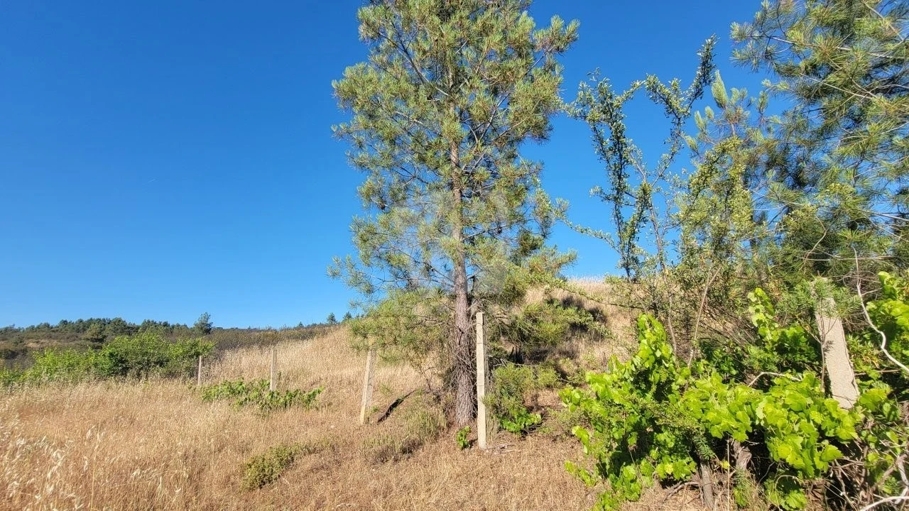 Terreno Agricola ou Rústico para Venda em Sarzedas Foto 18