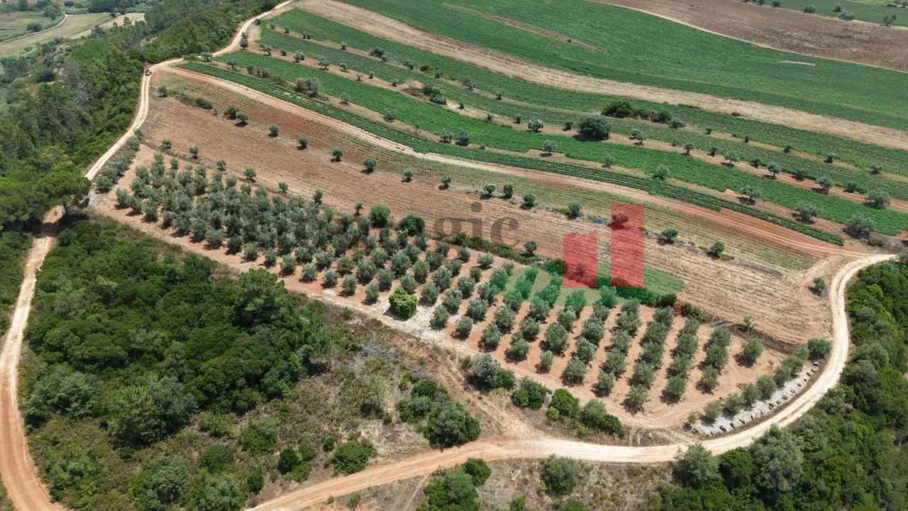 Terreno Agricola ou Rústico para Venda em Outeiro da Cortiçada e Arruda dos Pisões Foto 5