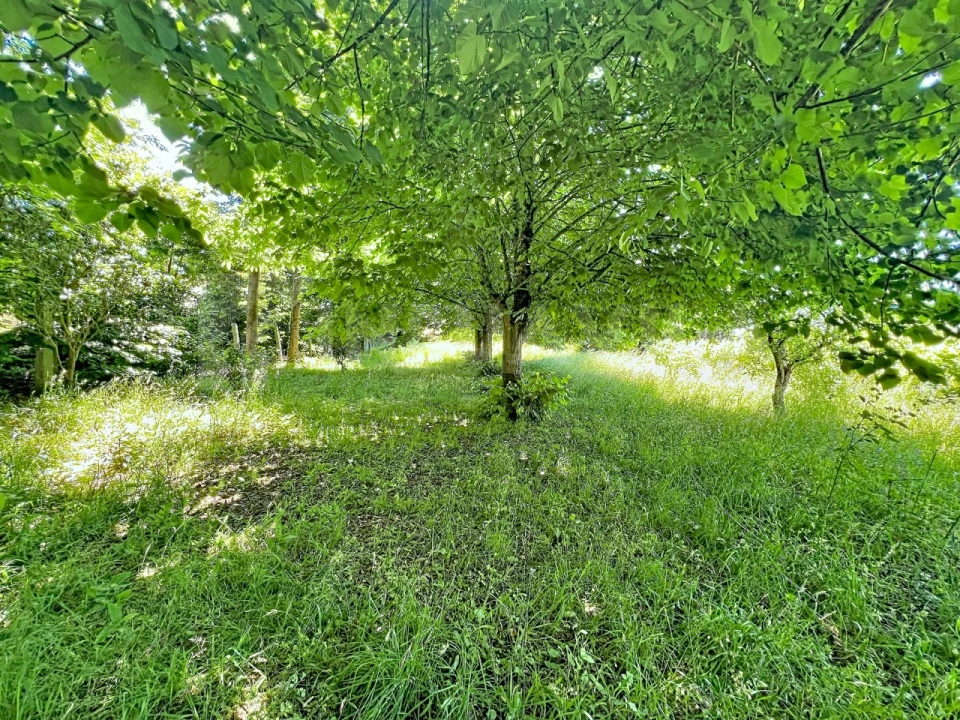 Terreno para Venda em Vilar de Mouros Foto 12