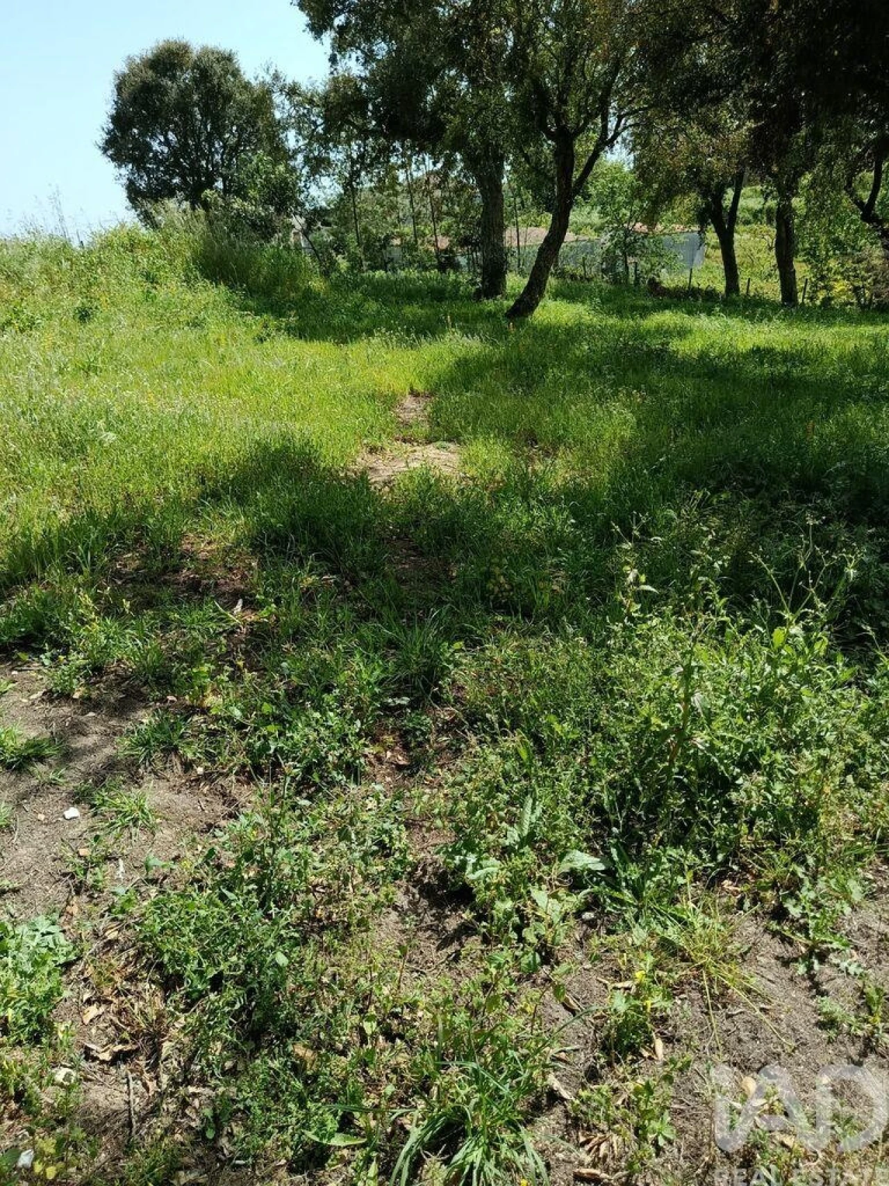 Terreno para Venda em Cela Foto 35