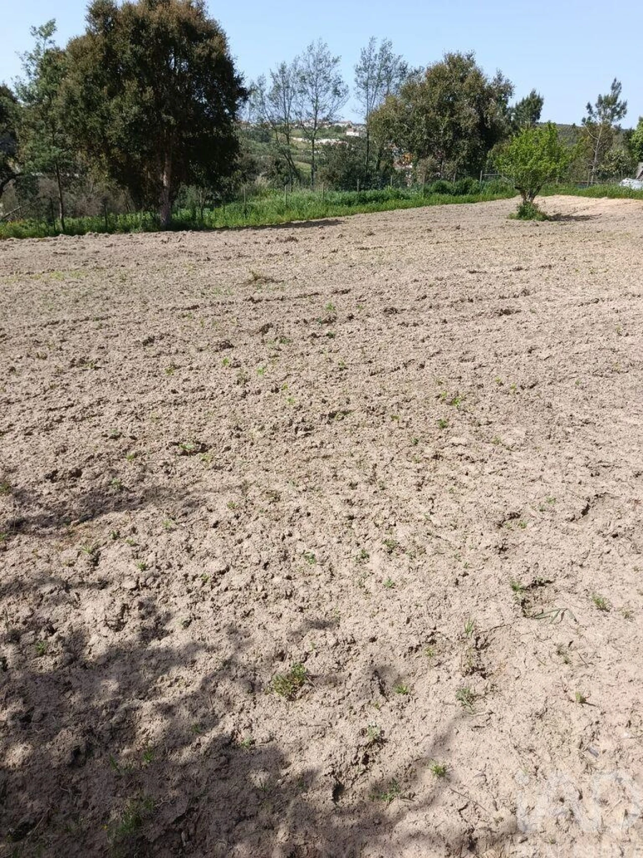 Terreno para Venda em Cela Foto 28
