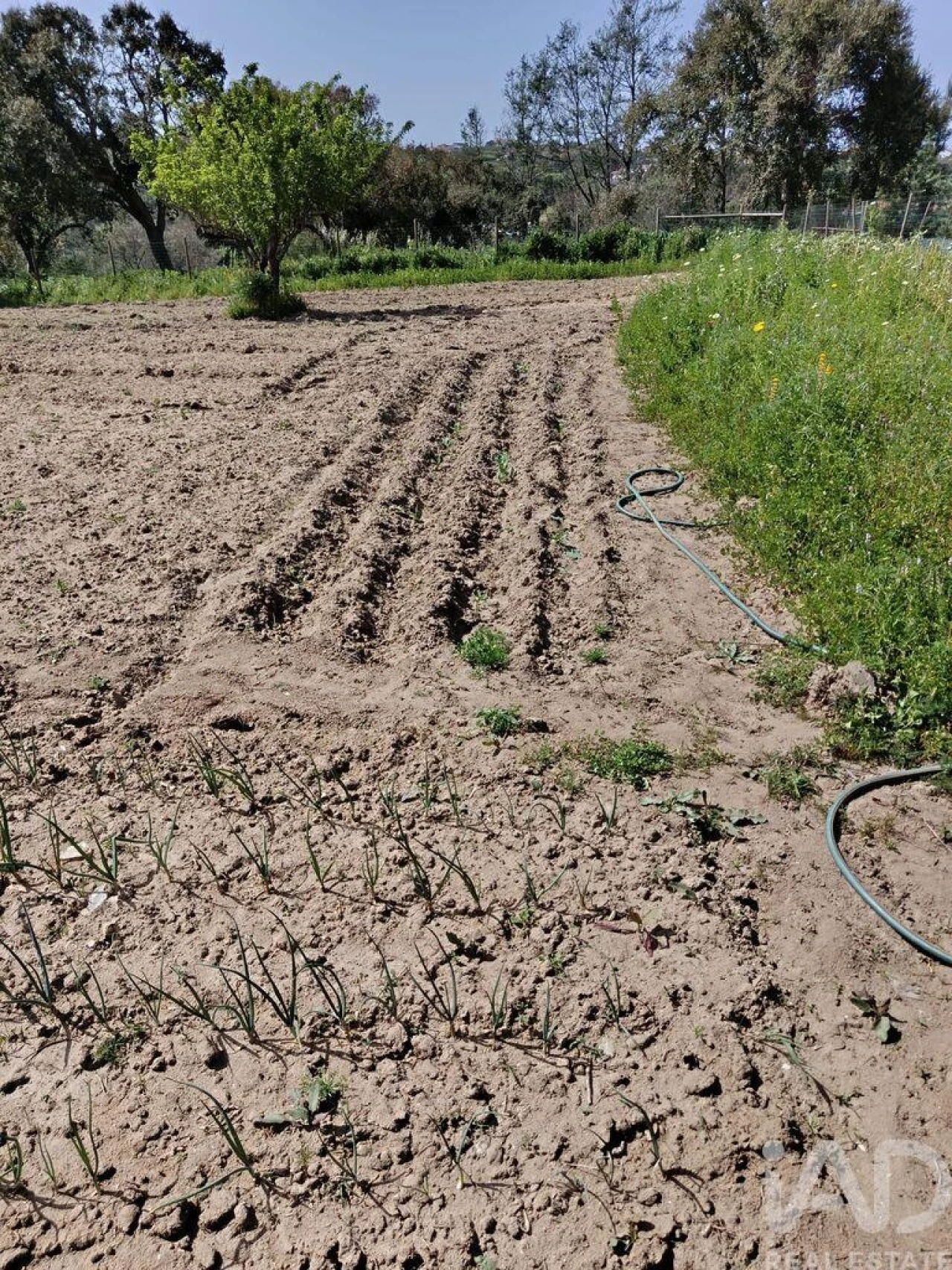 Terreno para Venda em Cela Foto 14