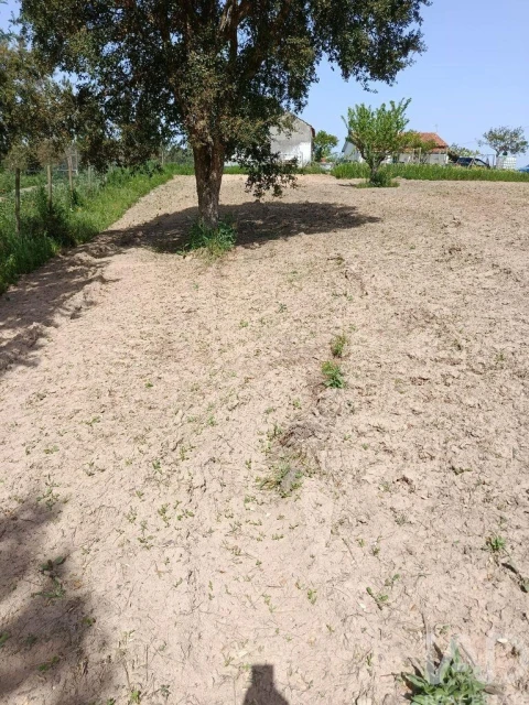 Terreno para Venda em Cela