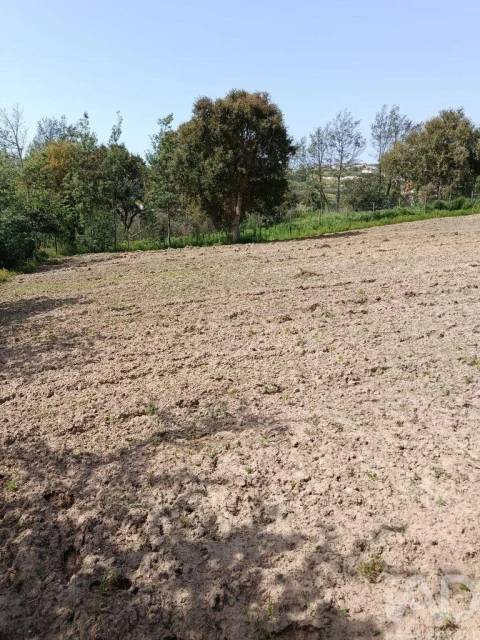 Terreno para Venda em Cela