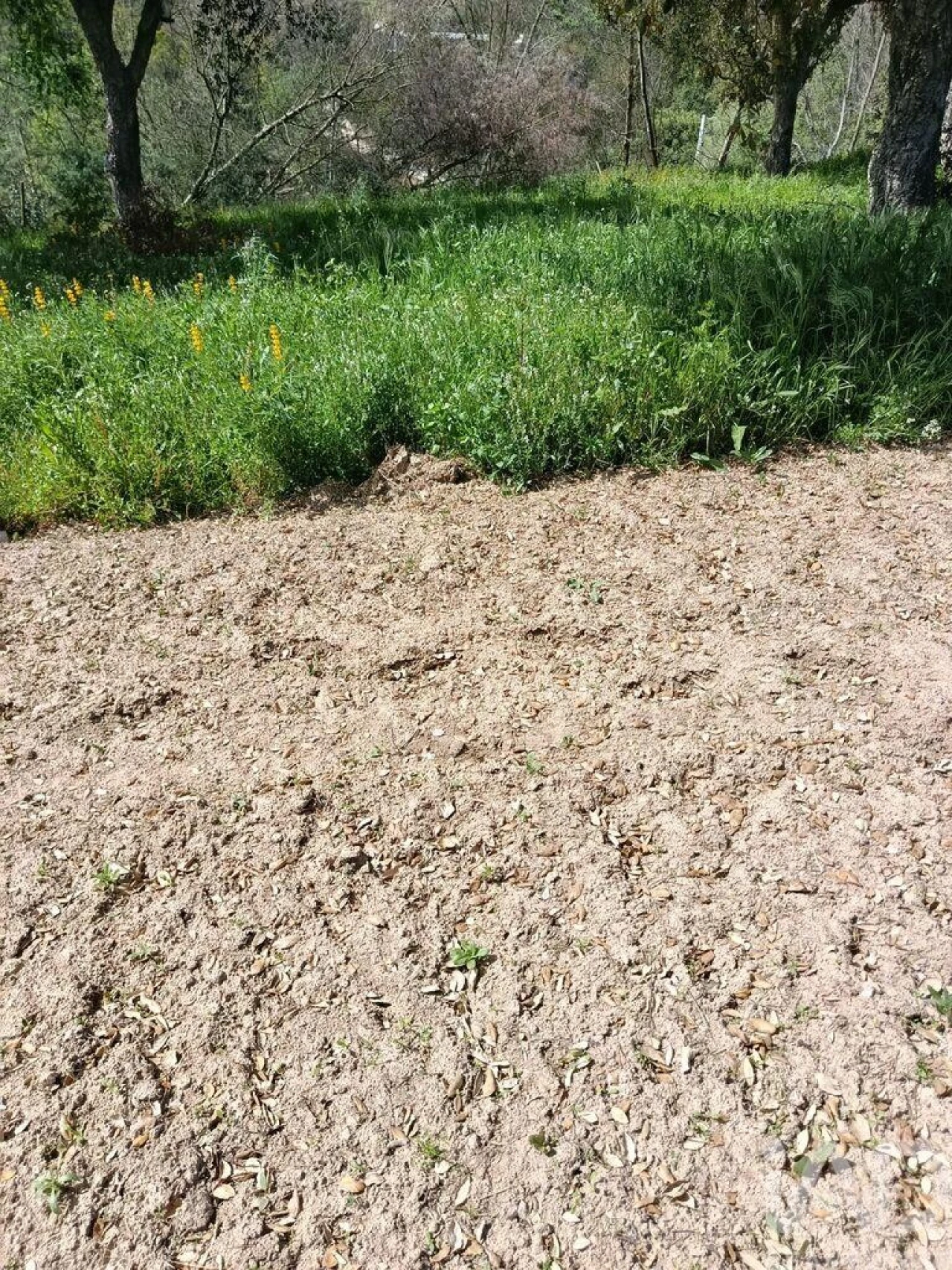Terreno para Venda em Cela Foto 33