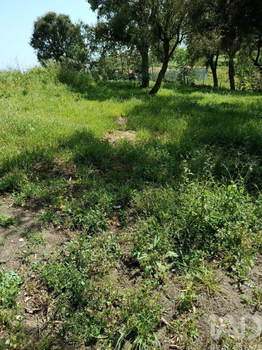 Terreno para Venda em Cela Foto 35