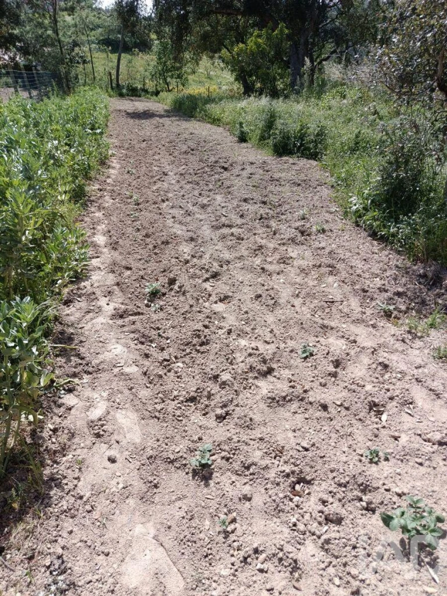 Terreno para Venda em Cela Foto 38