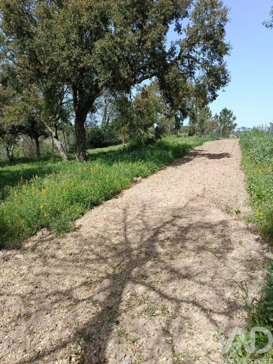 Terreno para Venda em Cela Foto 34
