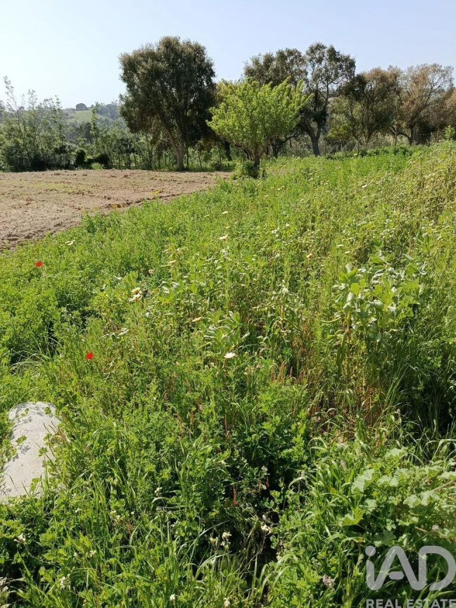 Terreno para Venda em Cela Foto 24
