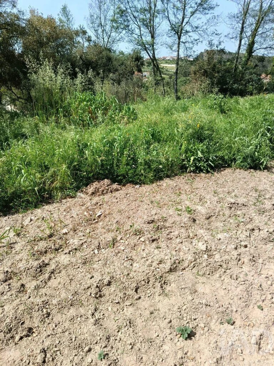 Terreno para Venda em Cela Foto 32