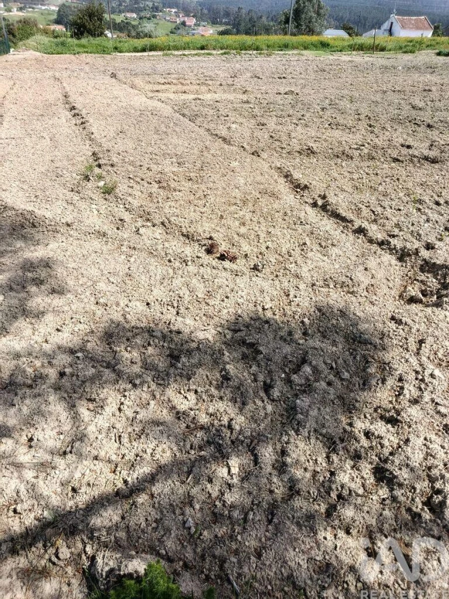Terreno para Venda em Cela Foto 40