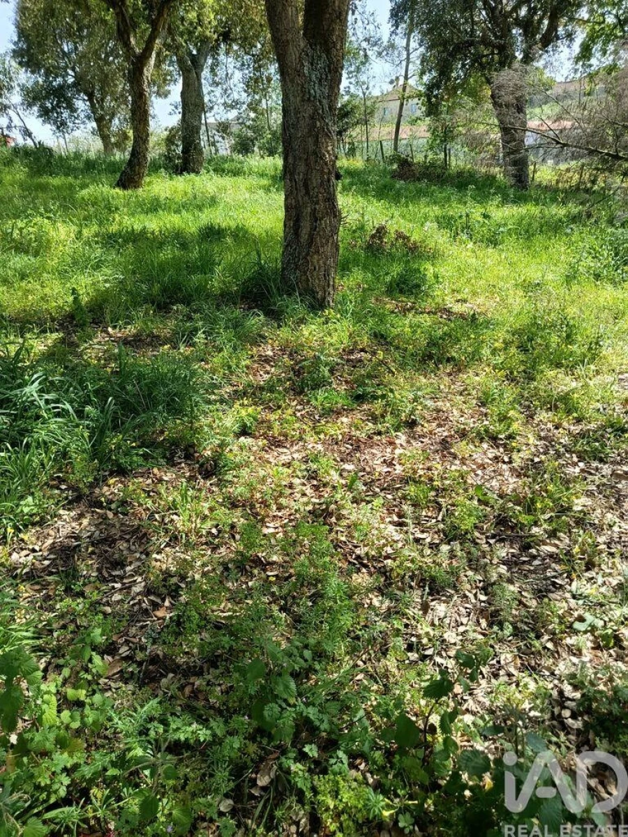 Terreno para Venda em Cela Foto 36