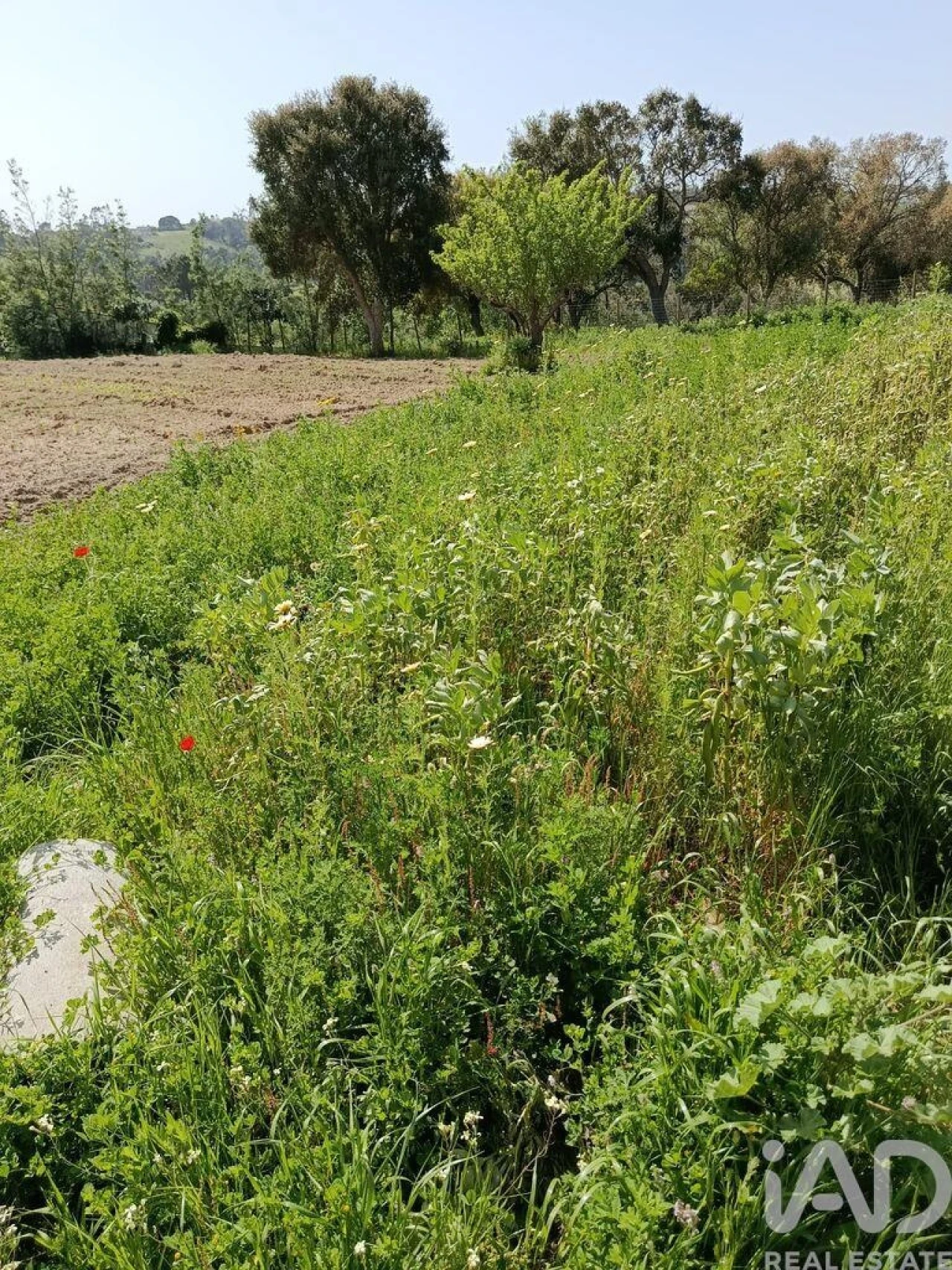 Terreno para Venda em Cela Foto 24