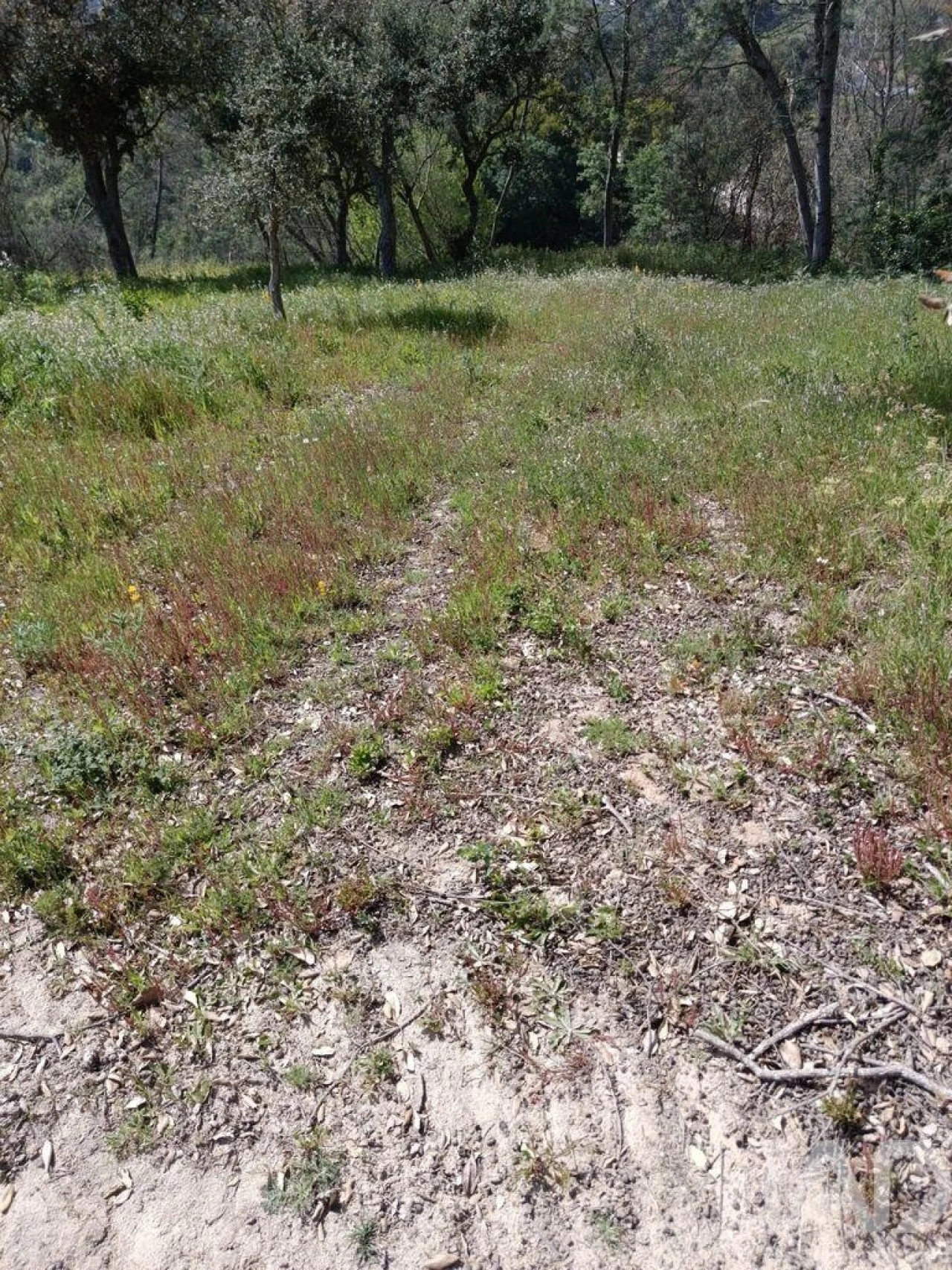 Terreno para Venda em Cela Foto 39