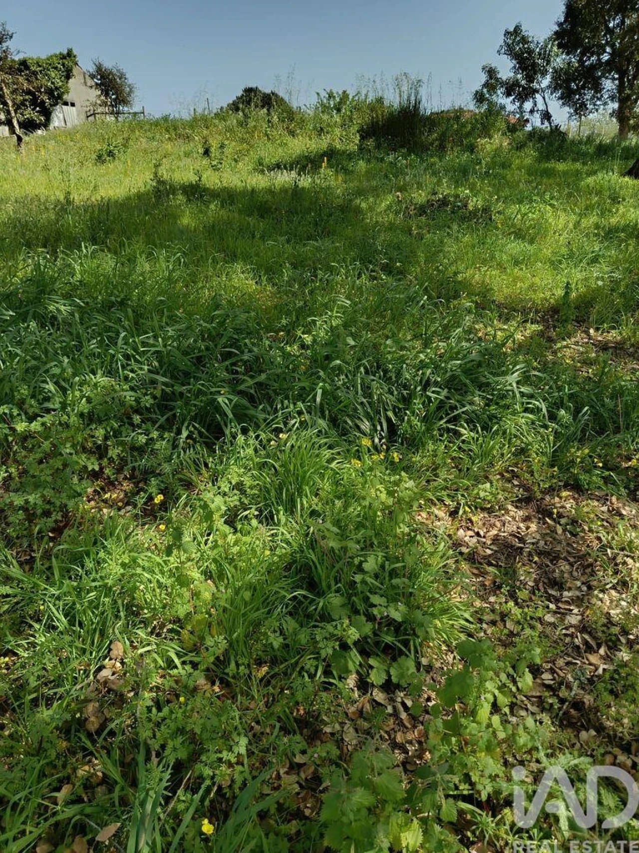 Terreno para Venda em Cela Foto 37