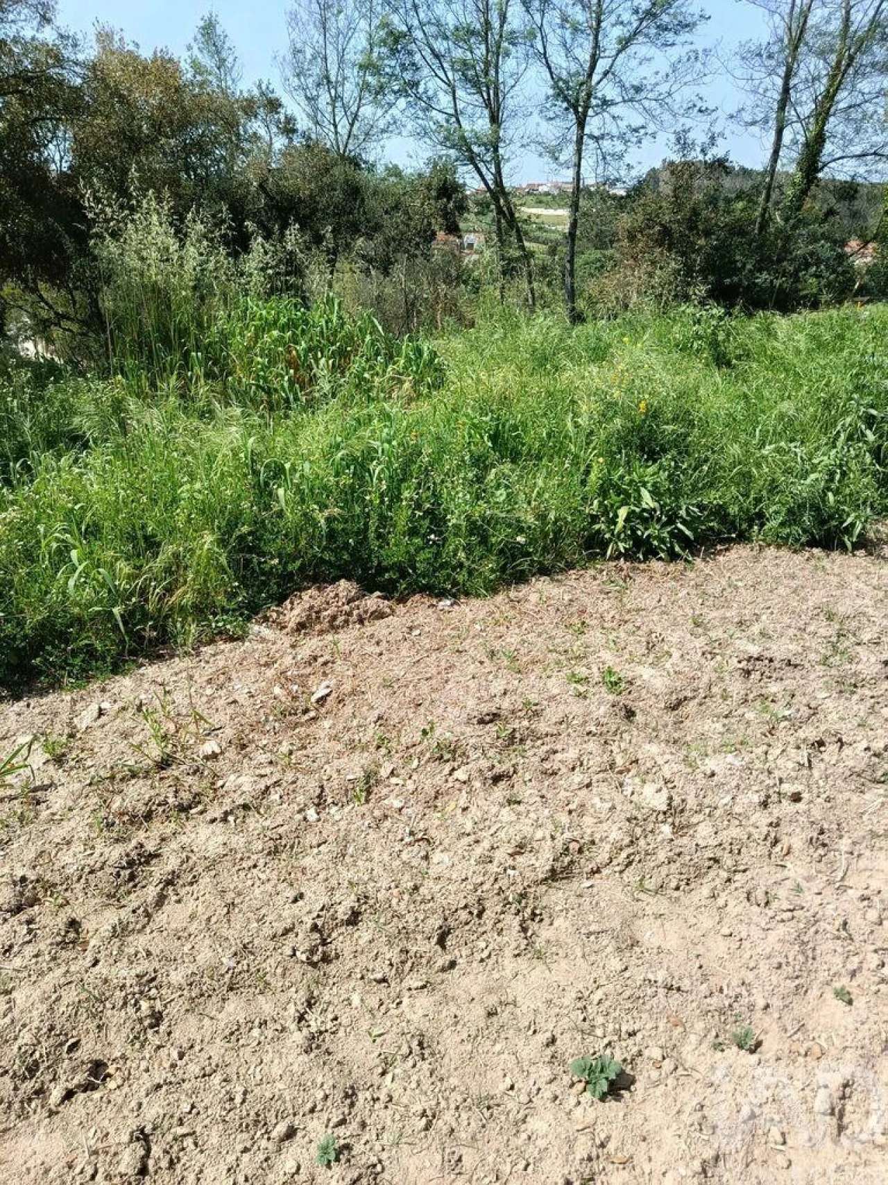 Terreno para Venda em Cela Foto 32