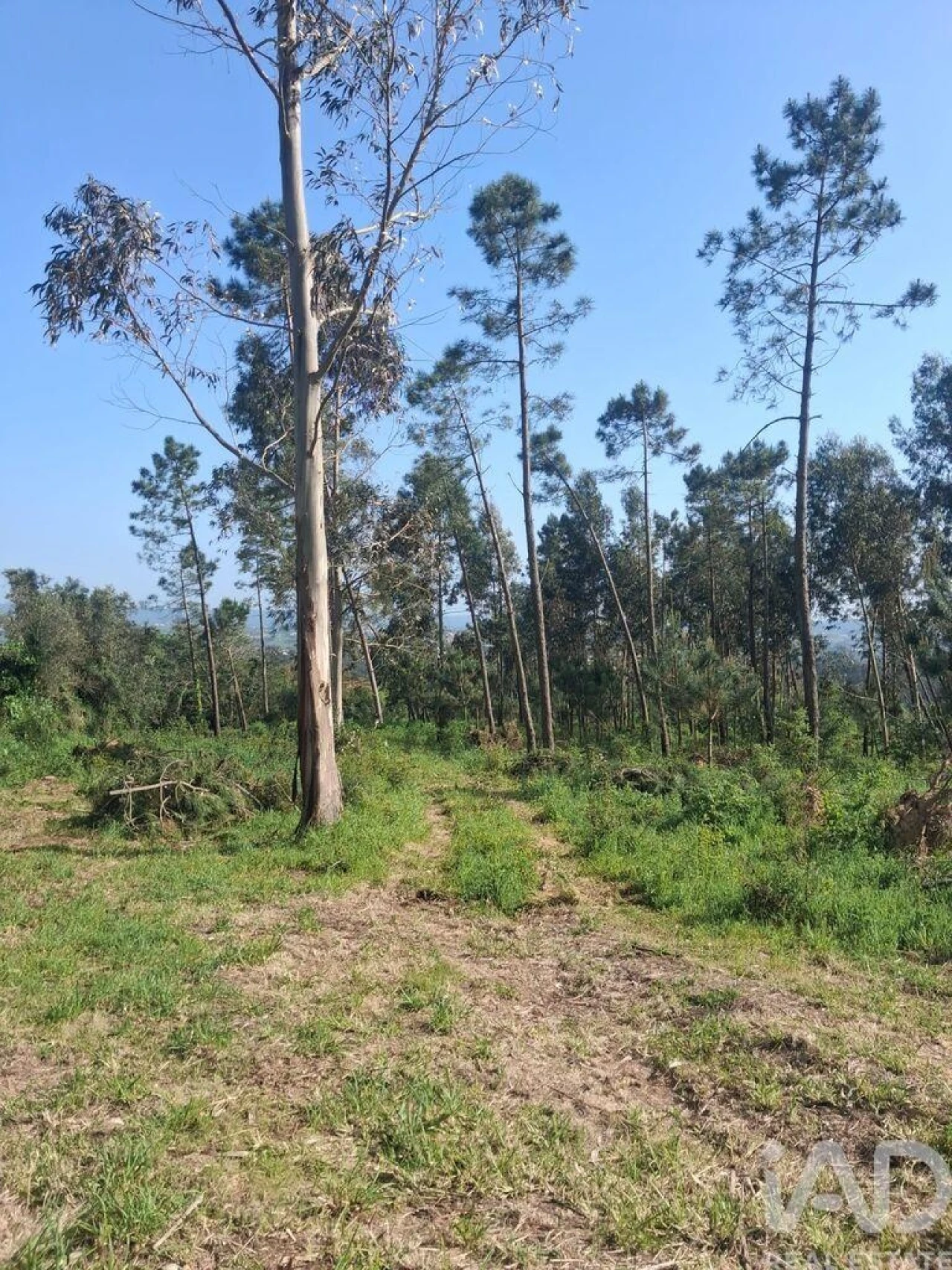 Terreno para Venda em Cela Foto 9
